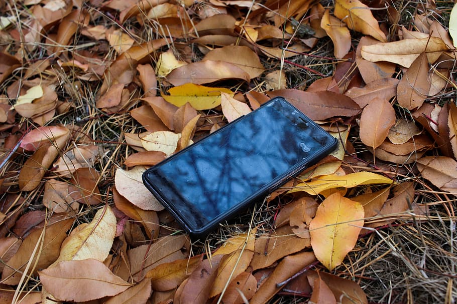 telefone móvel, outono, perdido, tecnologia, telefone, folhas, floresta, natureza, temporada, close-up