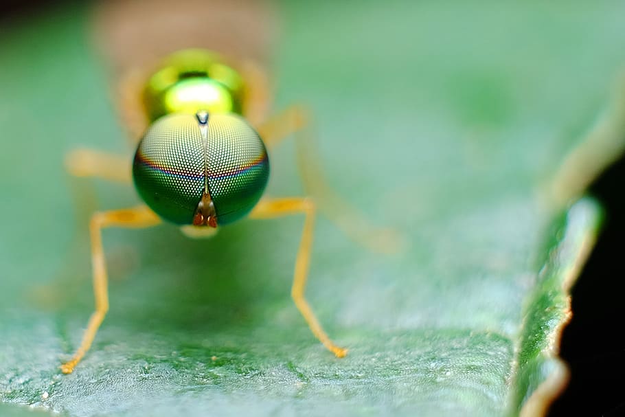 macro photography, green, fly, eye, insect, nature, macro, leaf, colour, selective focus