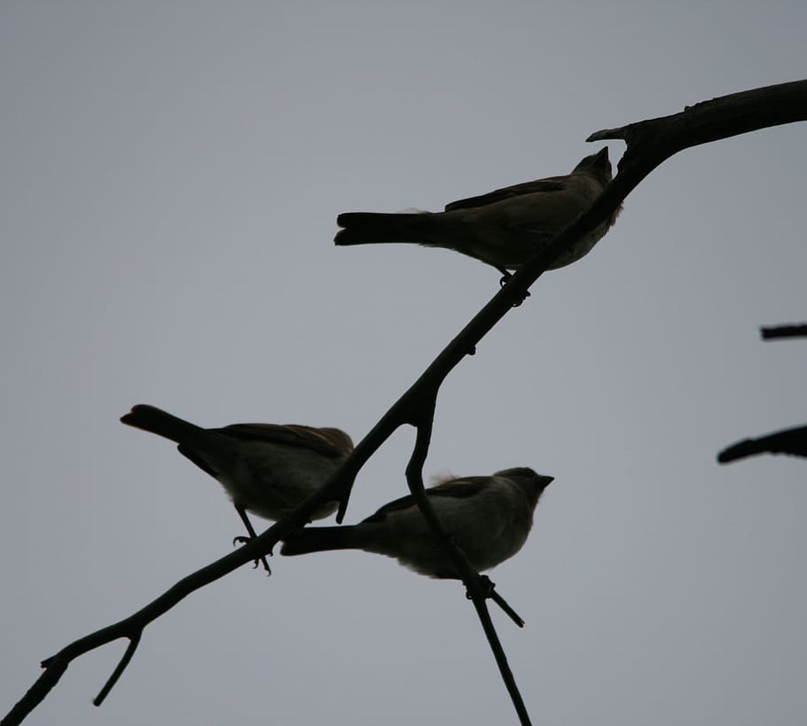 birds, small, trio, branch, sky, fly, wings, feather, wildlife, beak