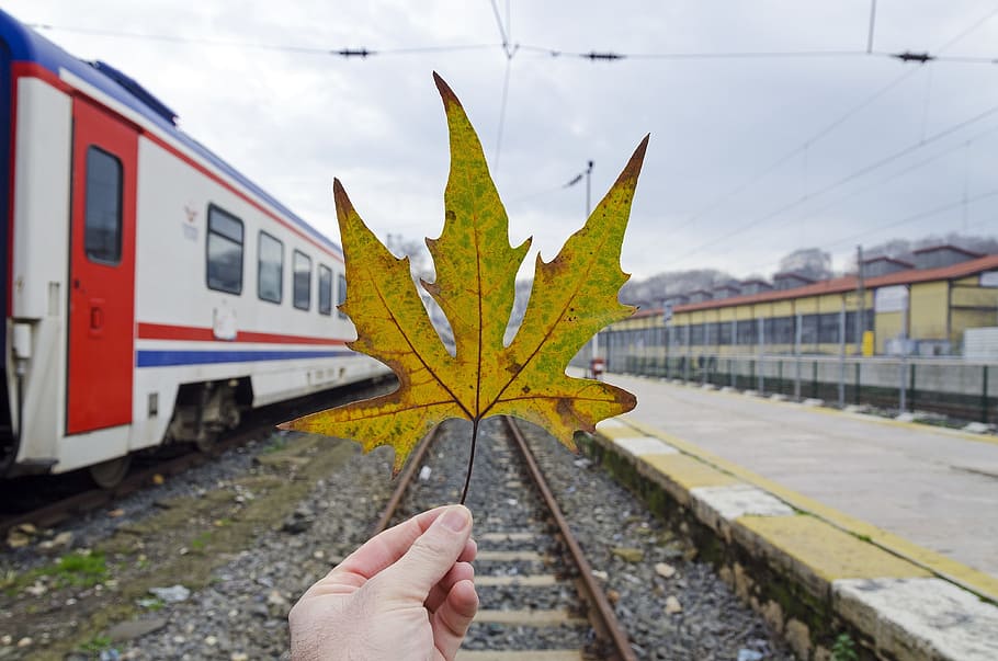 yellow leaf, scene, leaf, transport, travel, relax, hope, bliss, belief, relinquish