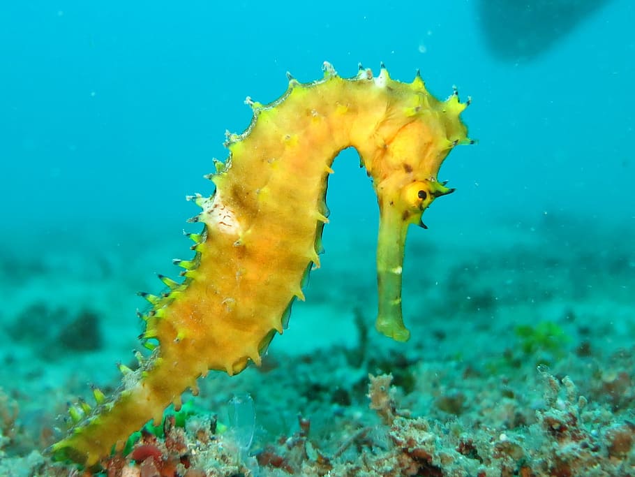yellow seahorse, seahorse, sea-horse, yellow, marine, ocean, sea, wildlife, underwater, animal
