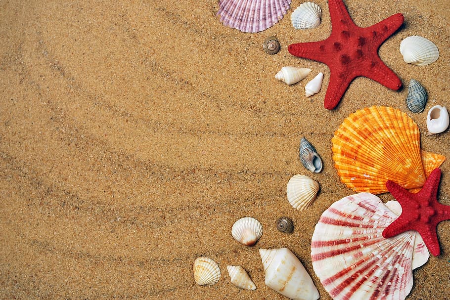 red, white, yellow, seashells, brown, sand, sea, coast, beach, vacation