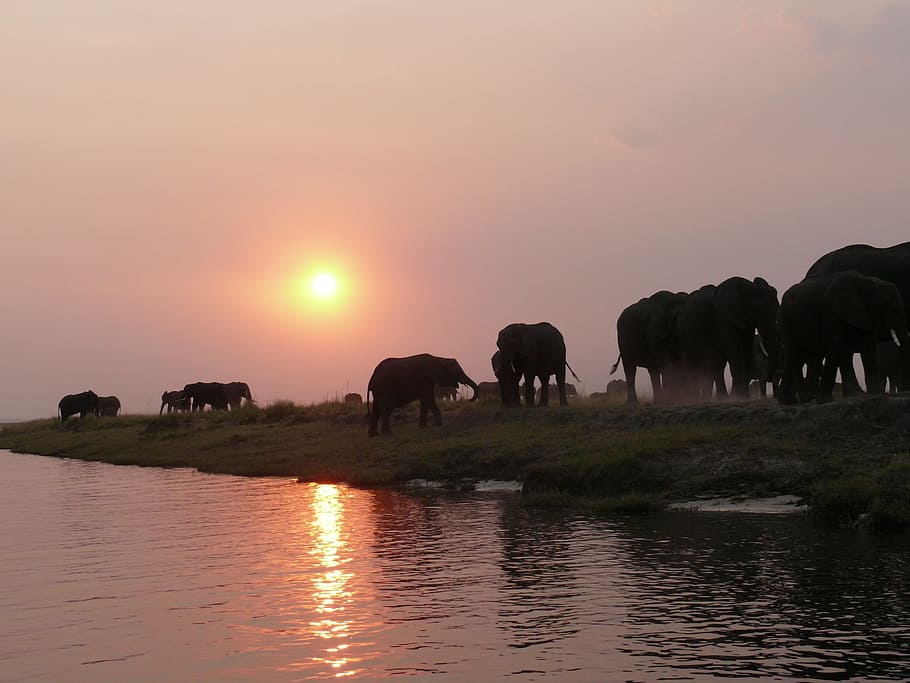 elephants, walking, body, water, elephant, herd of elephants, flock, safari, namibia, riverside