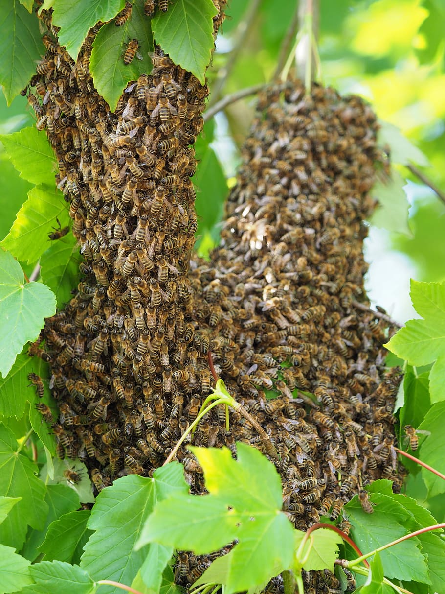 bees, bee, swarm, bee swarm, insect, honey bee, close-up, growth, plant, leaf