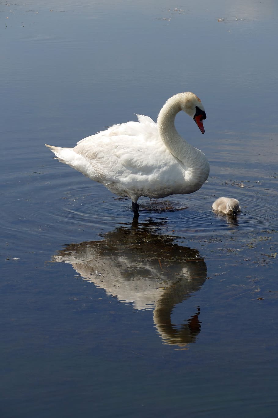 swan, bird, fauna, young, reflection, water, waterfowl, provide, monitor, mother