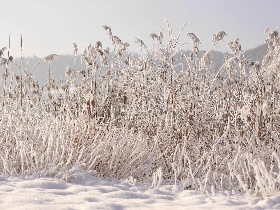 winter, snow, wintry, cold, snowy, reed, winter mood, snow landscape, winter magic, plant