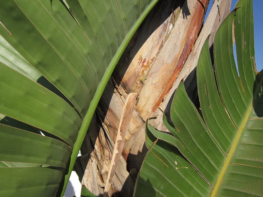 close up, background, banana shrub, banana leaves, nature, green, contrast, color, decode close-up, leaves