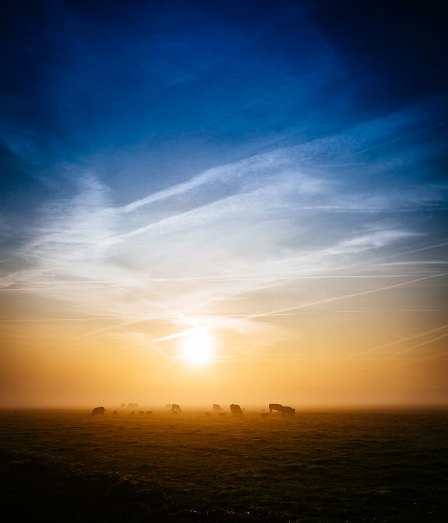 kawanan, sapi, bidang, foto, bayangan hitam, bufallo, matahari terbenam, matahari terbit, pagi, fajar