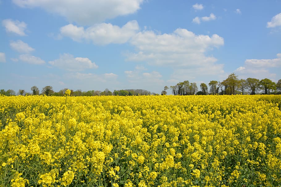 yellow flowers, rapeseed, sky, blue, yellow, nature, beauty in nature, plant, scenics - nature, field