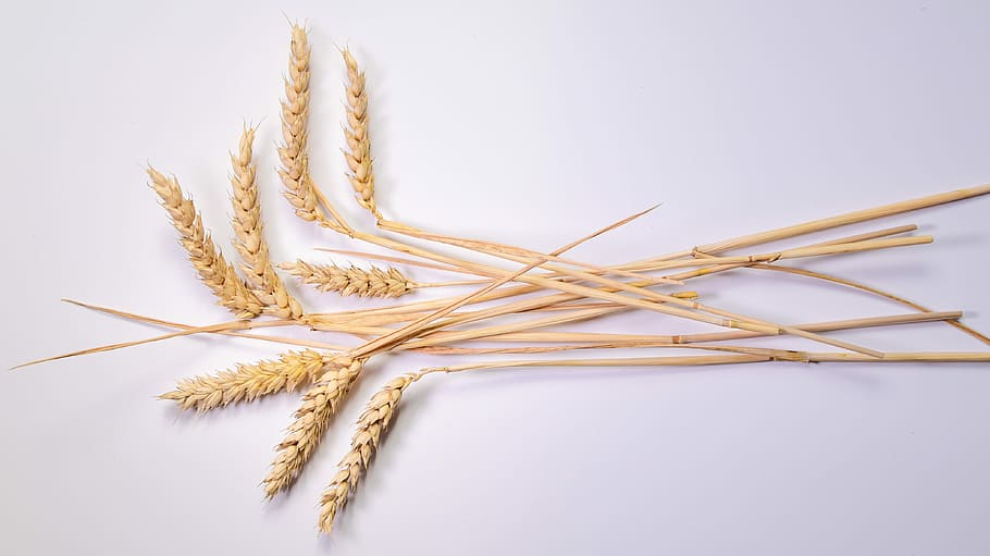 耳, 穀物, トウモロコシの穂軸, 小麦, クラスキー, 作物, 農業, 穀物植物, 飲食, 食品