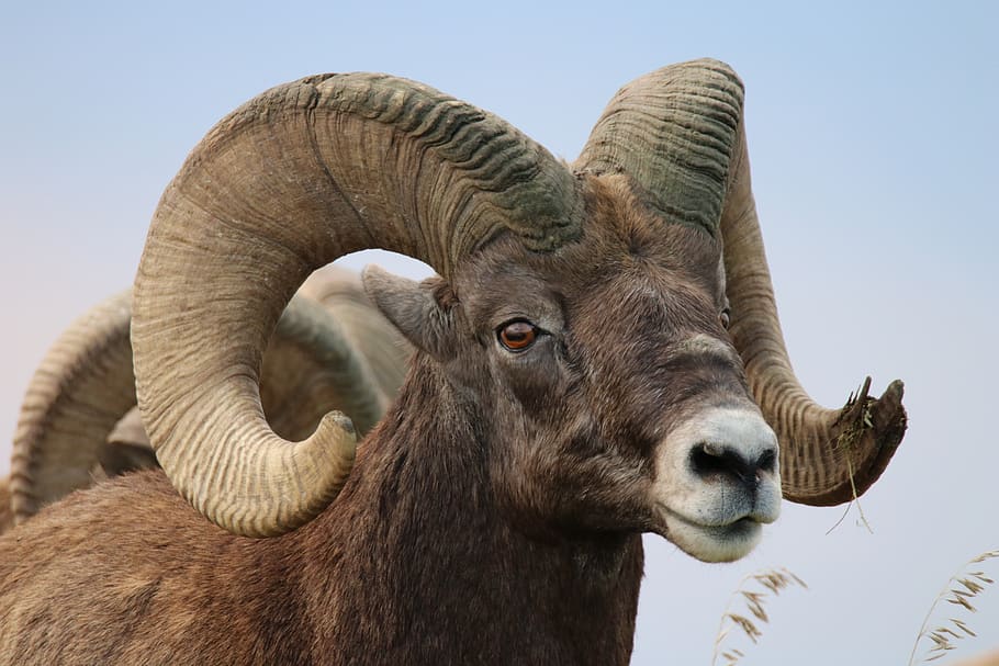 sheep, bighorn, badlands, rams, ram, horns, wildlife, animal ...