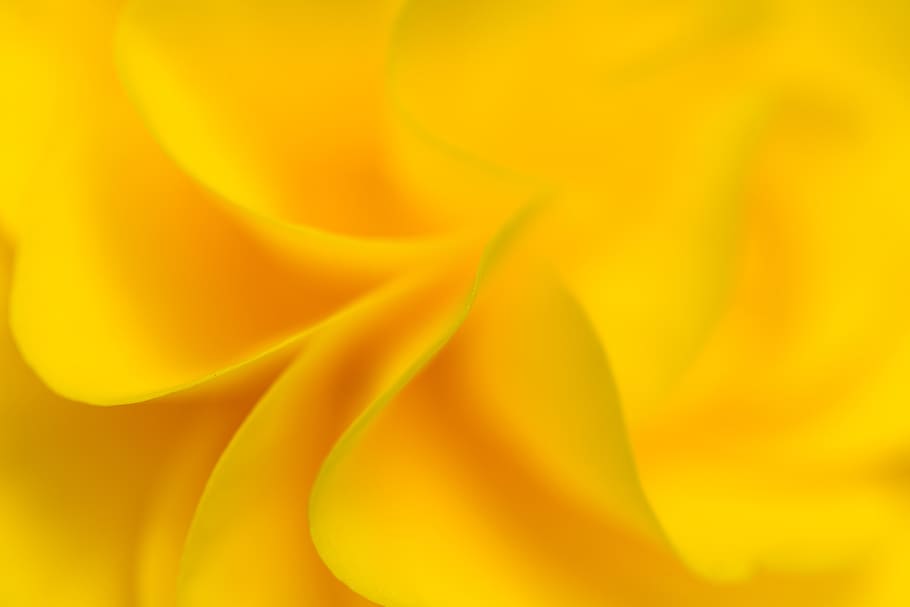 yellow, flower, background, macro, petals, close up, nature, natural, organic, fresh