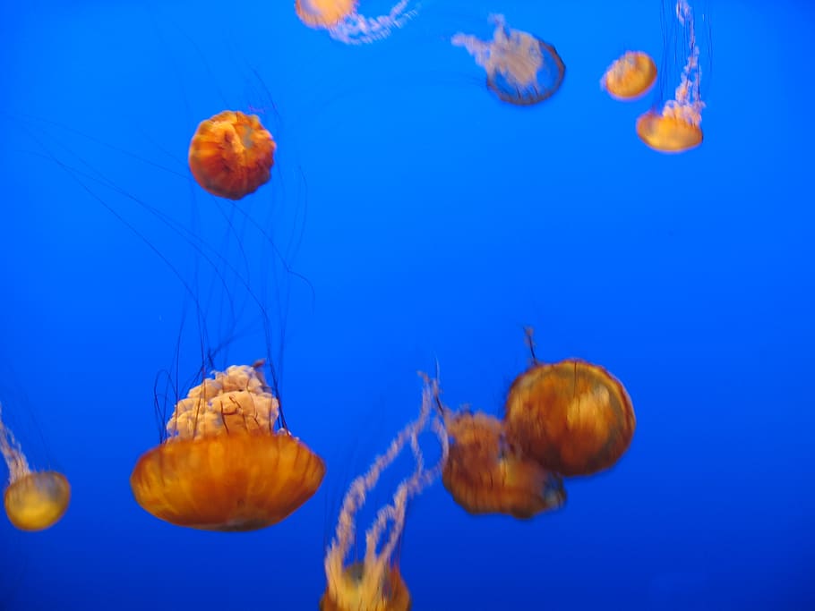 medusas, agua, fondo, mar, océano, animal, acuario, criatura, marino, natación