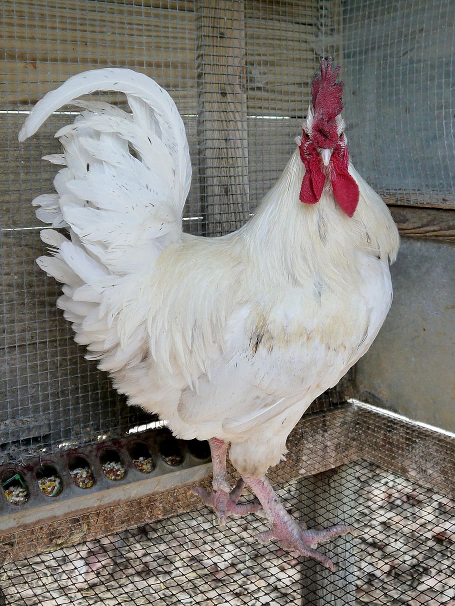 white chicken, Rooster, Chicken, Poultry, Bird, White, leghorn, jersey giant, farm animal, livestock