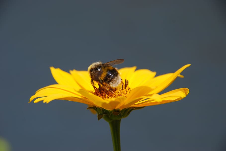 Alam, Bunga, Kuning, Bug, Bumblebee, serbuk sari, lebah, serangga, penyerbukan, hewan