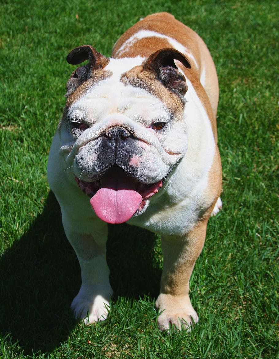 adult, tan, white, english, bulldog, grass field, bull dog, happy, dog,  smiling | Pxfuel