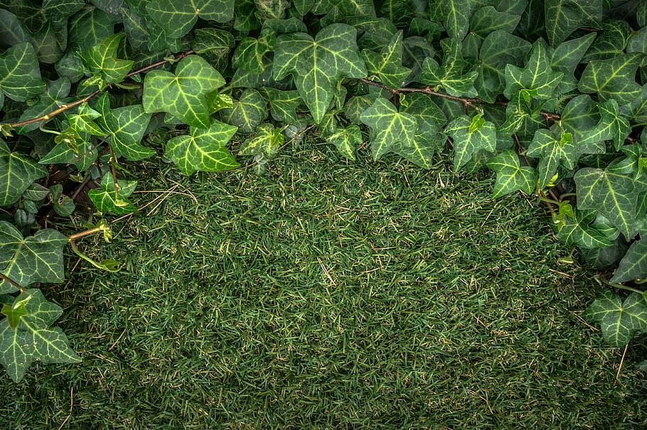 green grass field, ivy, plants, grass, nature, abstract, green, leaf, herb, state of the union