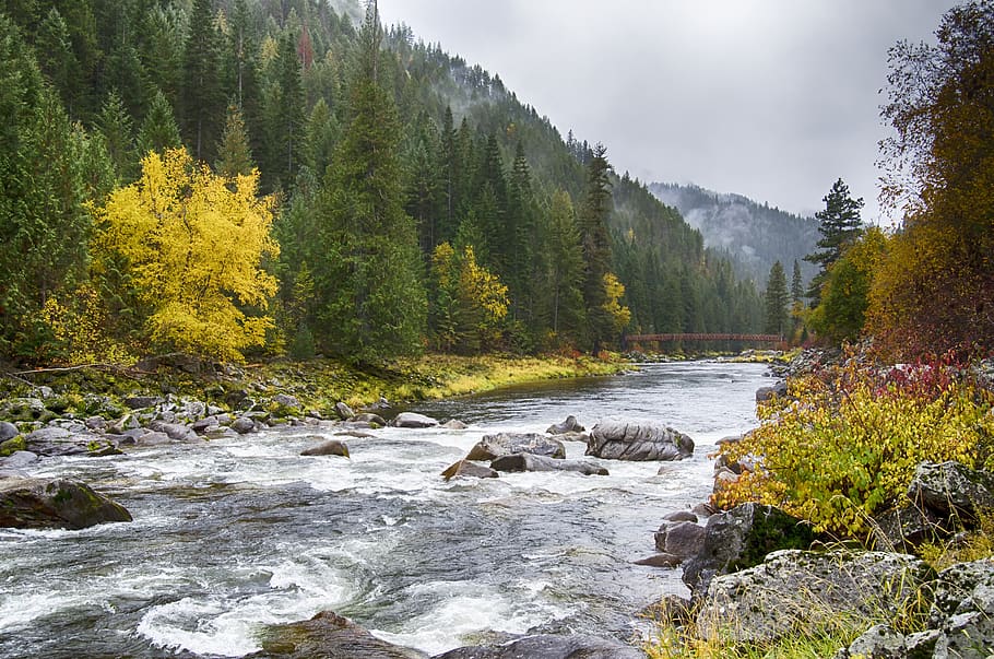 fall colors, lochsa river, idaho, river, rapids, flowing, america, usa, landscape, forest