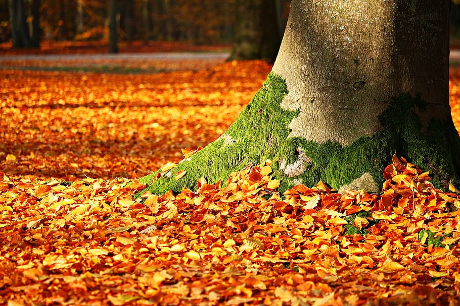 coklat, pohon, daun, jatuh dedaunan, lumut, musim gugur, hutan, log, menanam, bagian tanaman