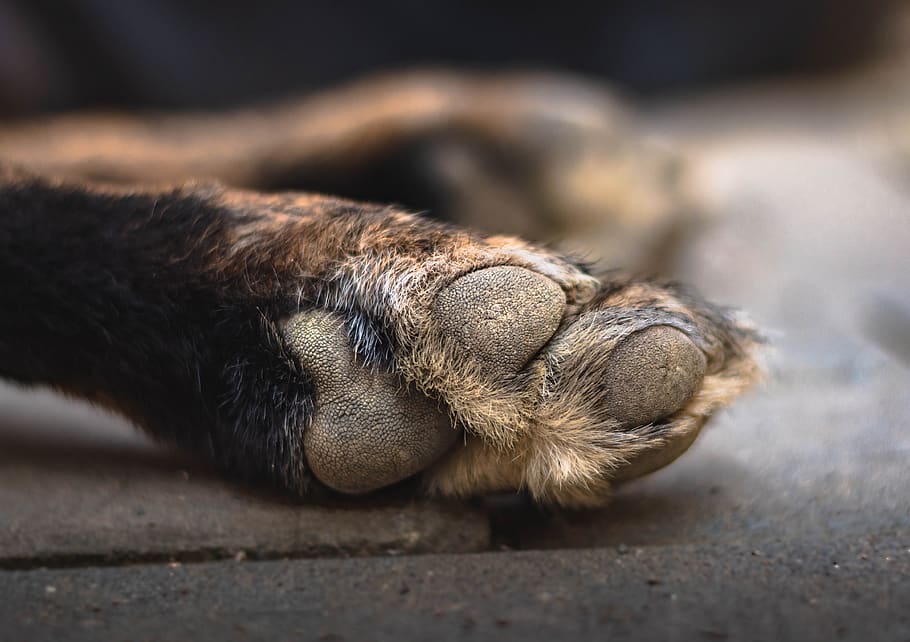 dog, paw, foot, animal, small, one animal, close-up, animal themes, animal leg, domestic