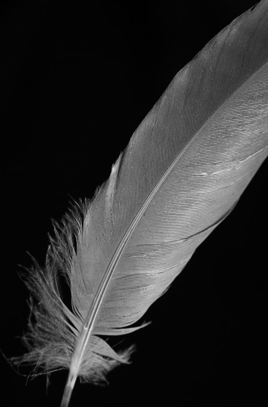 feather, macro, black, white, quill, bird, soft, light, avian, plume