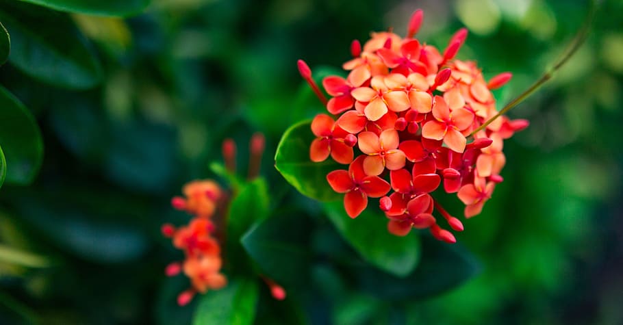 close-up photo, red, ixora plant, nature, flower, flora, leaf, garden, summer, floral