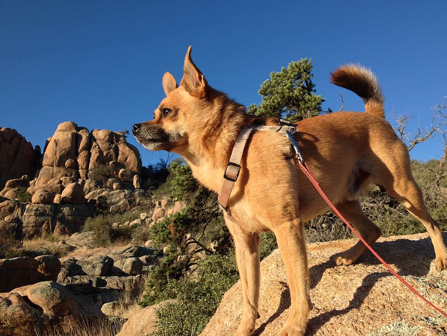duke, dog, hiking, climbing, mountain, one animal, mammal, animal, sky, vertebrate