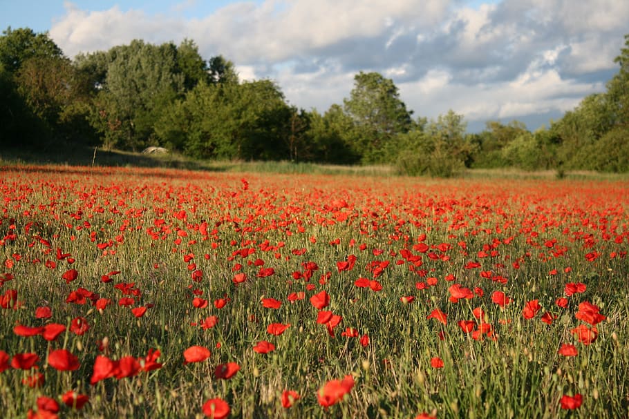 provence, poppies, field, nature, plant, flowering plant, growth, flower, red, beauty in nature
