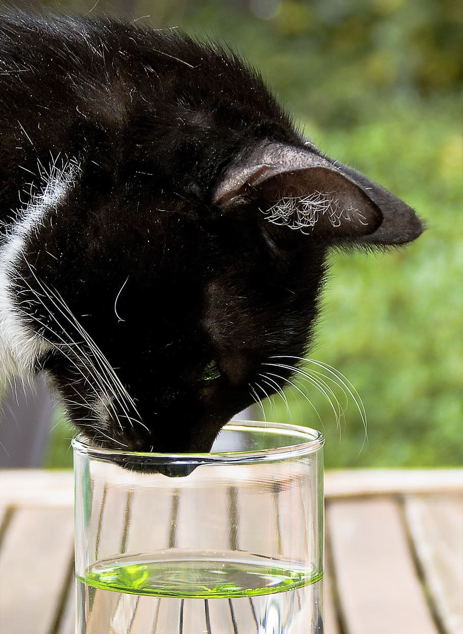 short-haired, black, cat, brown, wooden, surface drinking glass, water, mieze, glass, funny