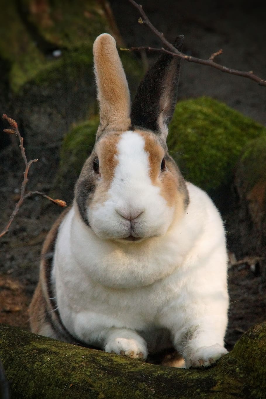 hare, rabbit, pet, spotted, cute, sweet, zoo, cuddly, nature, rabbit ears