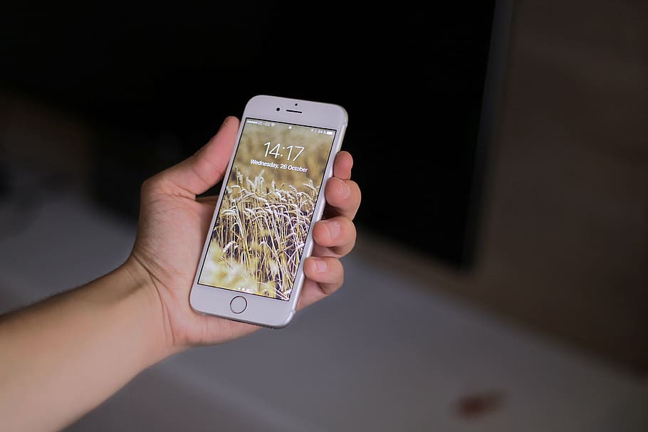 person, holding, rose, gold iphone 6, 6s, apple, apple inc, iphone, phone, smartphone