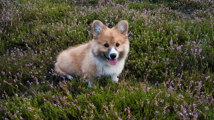cardigan welsh corgi puppy, sitting, purple, petaled flower field, daytime, Welsh Corgi, Corgi, Dog, Pet, Relax, Family