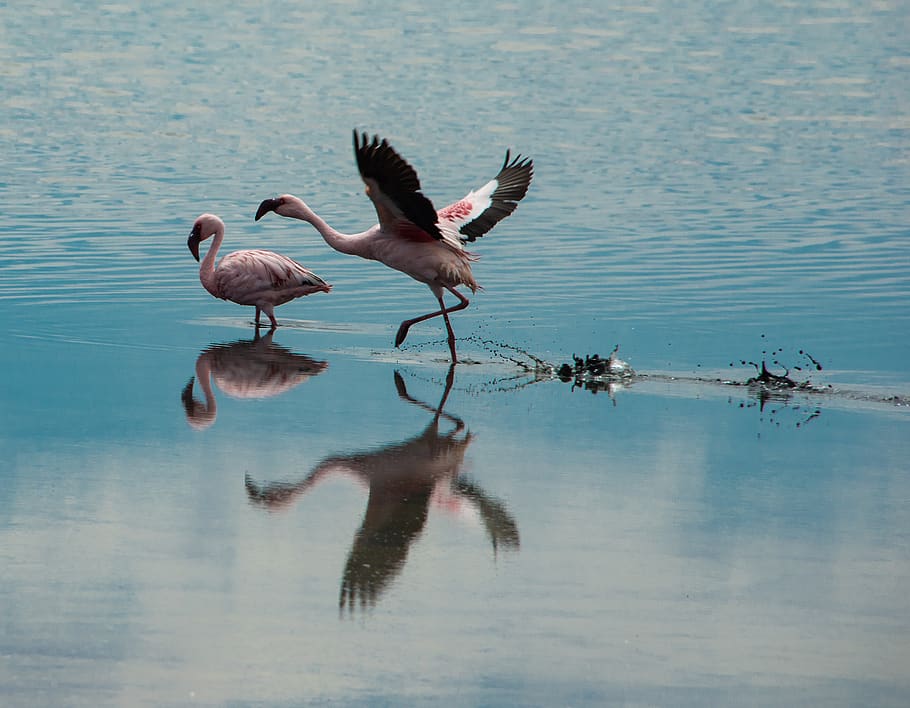 flamingo, start, mirroring, namibia, wing, bird, water, animals in the wild, group of animals, vertebrate