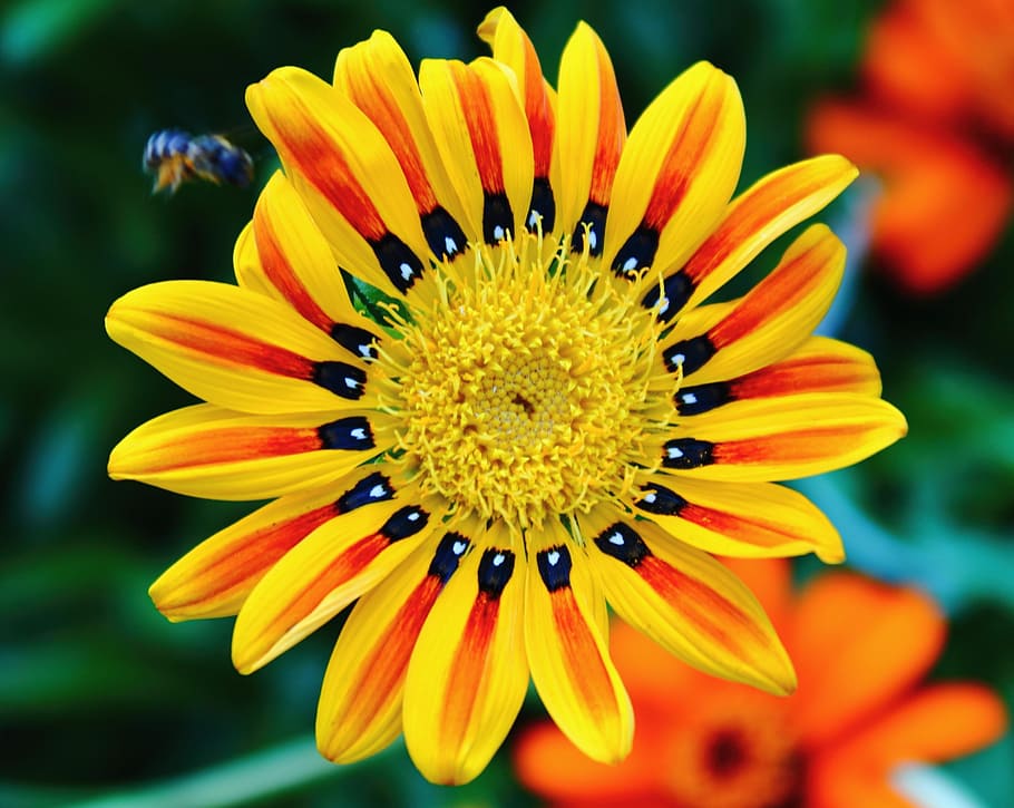 Tiger Flower, Colors, Yellow, bright, orange, red, black, bee, nature, summer