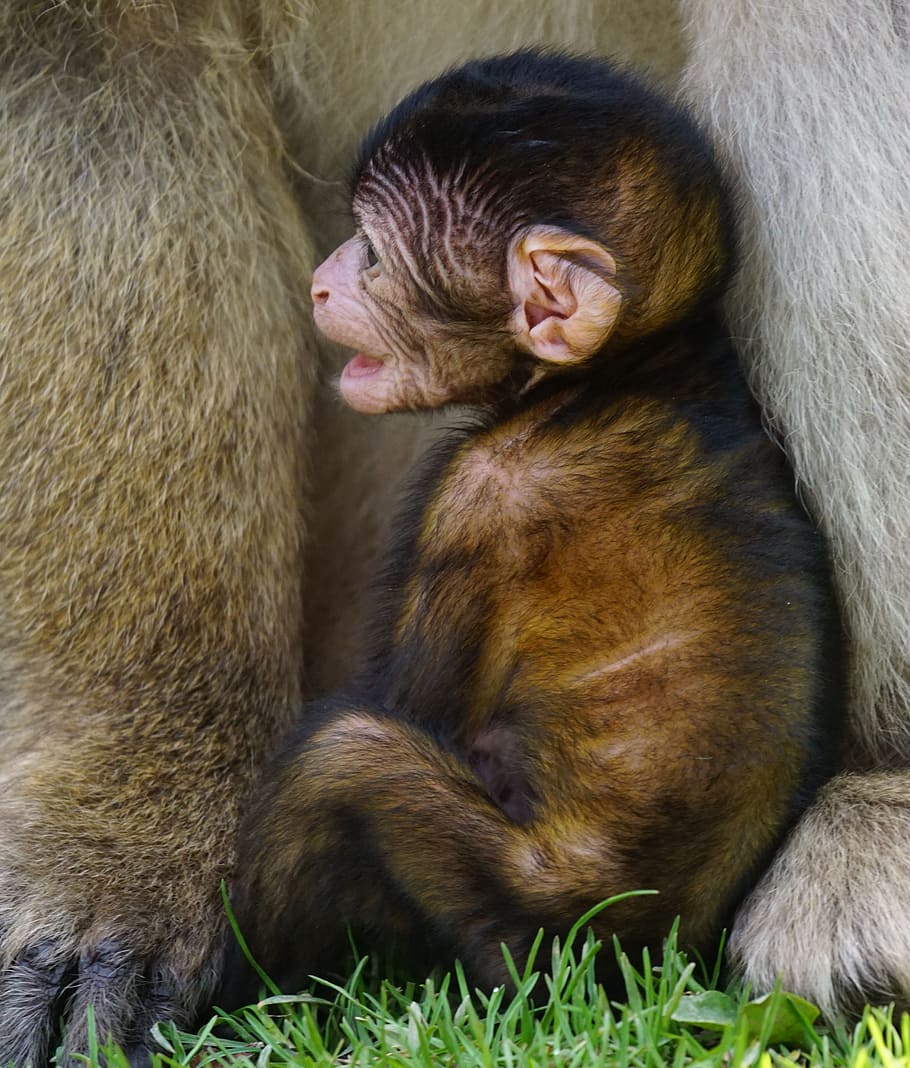 barbary ape, baby, monkey mountain, salem, mammal, group of animals, two animals, primate, animal wildlife, vertebrate