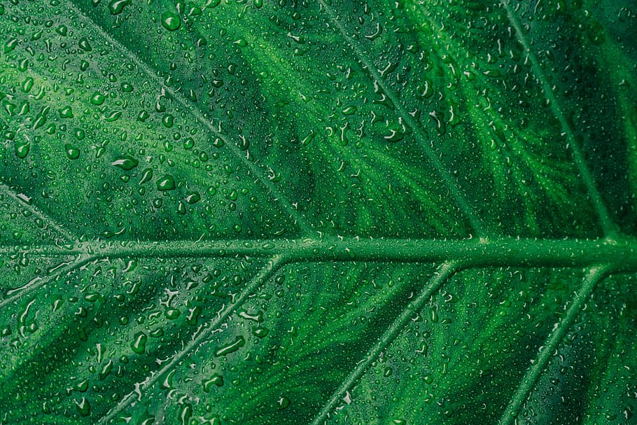 fotografia de close-up, folha, água, gotas, folhas, verde, planta, jardim, chuva, cor verde