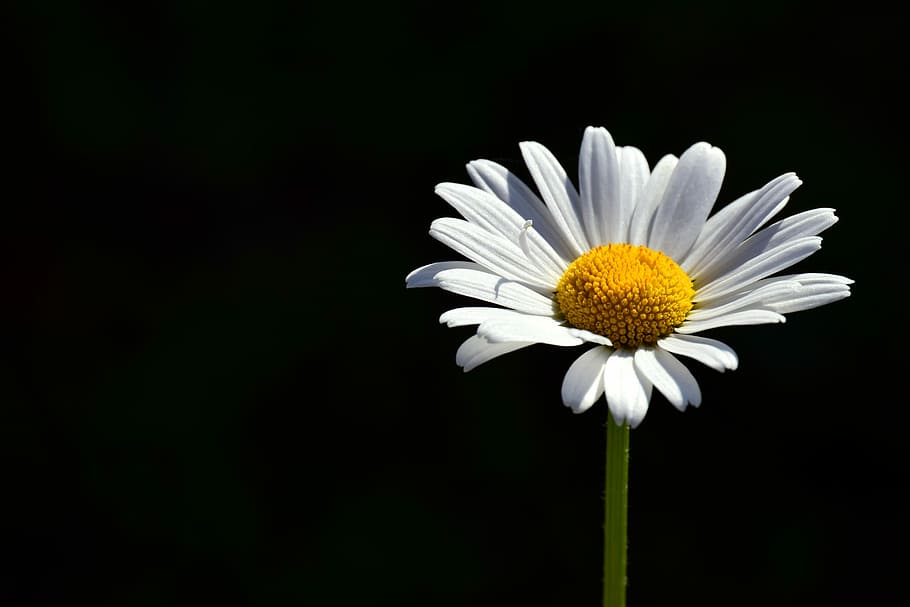 белый, цветок маргаритки, черный, задний план, Маргарита, Луговой маргерит, цветок, Закрыть, белый цветок, конечно