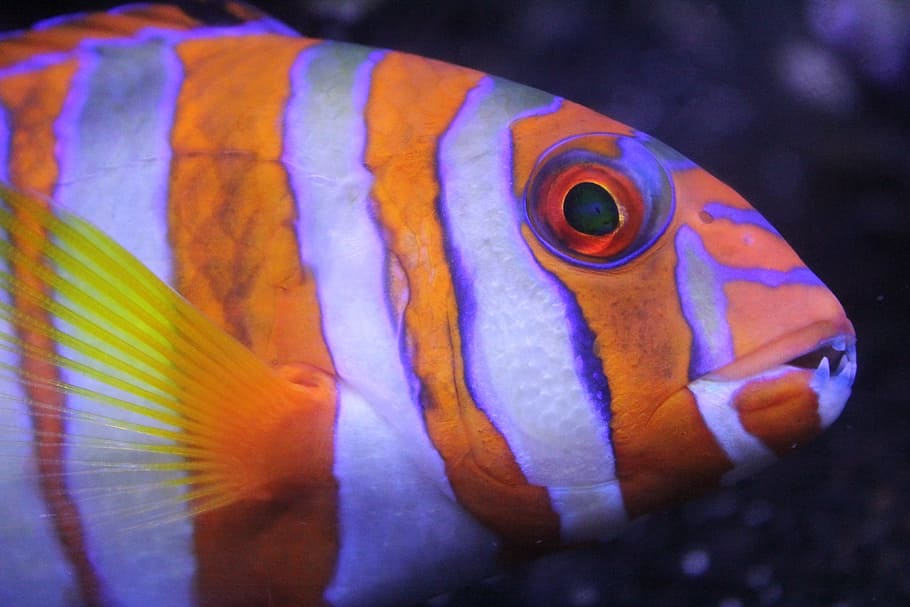 orange, gray, zebra fish, fish, colorful, underwater, ocean, marine, animal, aquarium