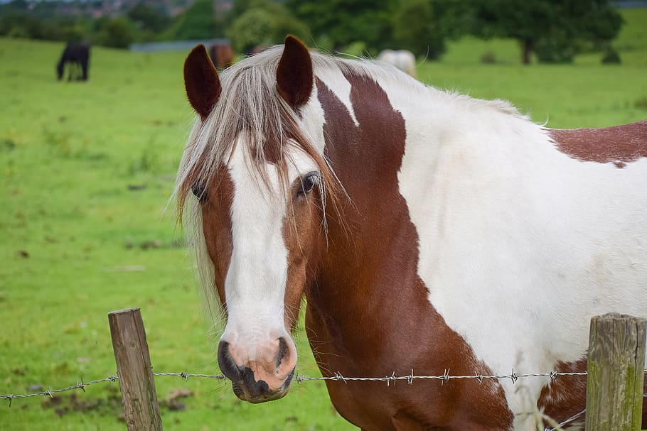 closeup, white, brown, horse, pinto, equestrian, lady, mane, meadow, day