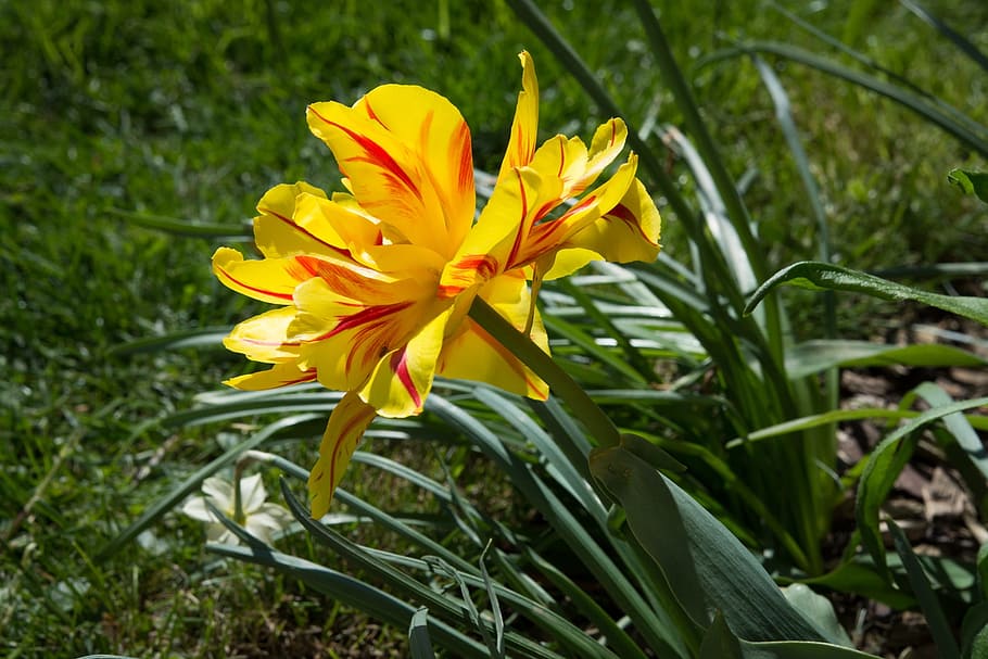 Tulip, Yellow, Flower, red, spring flower, garden, flower garden, spring, nature, plant