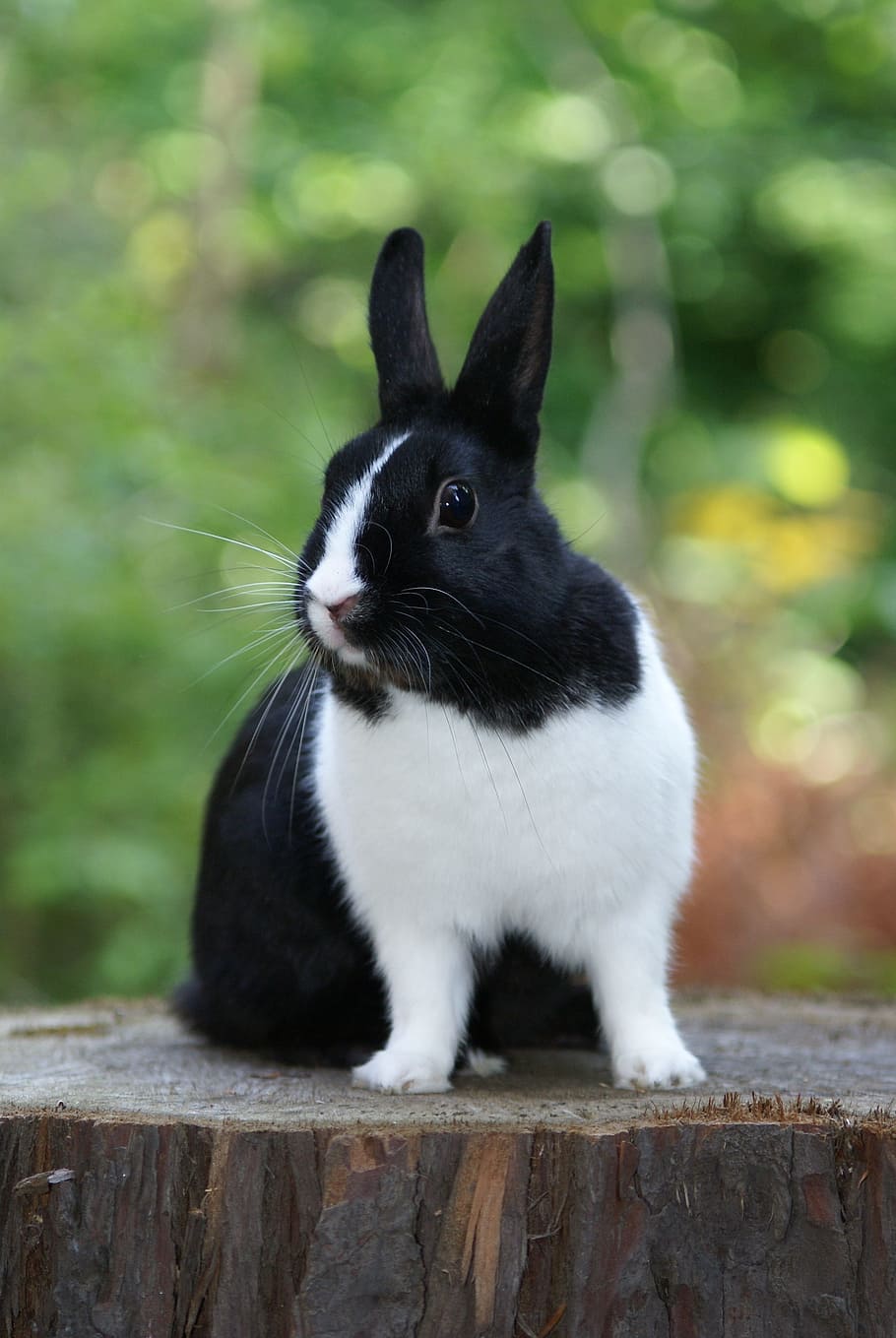 블랙, 네덜란드 토끼, 앉아, 나무, 표면, 토끼, 흰색, 동물 테마, 포유 동물, 동물
