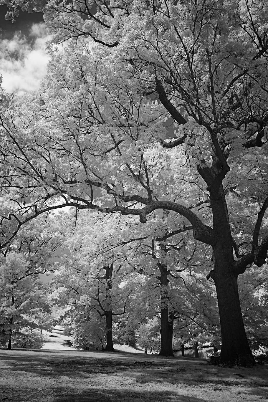 infrared, black and white, hills, trees, meadow, summer, clouds, sky, leaves, grass