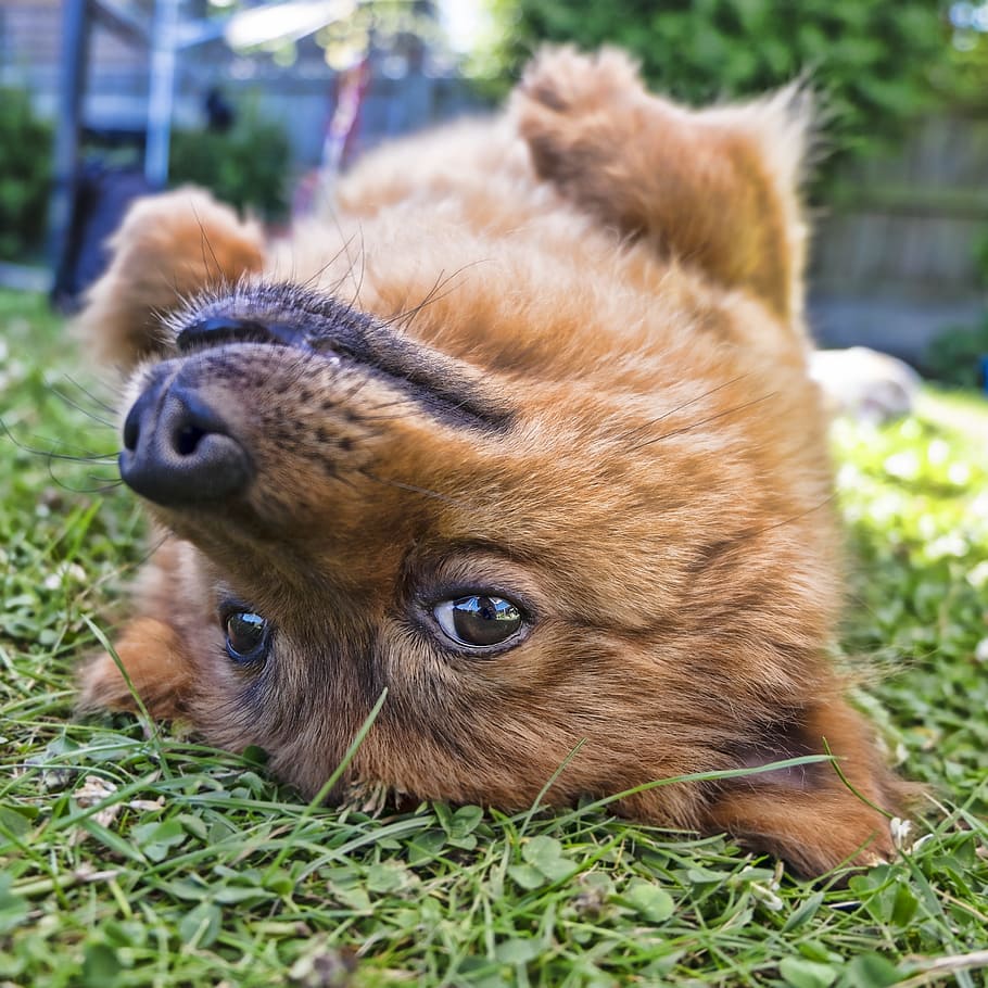closeup, tan, puppy, grass field, dog, upside down, square, pet, animal, funny