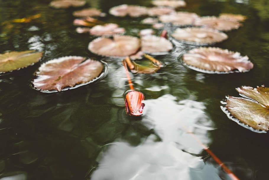lily pads, water, lillies, river, waterlily, plants, nature, leaf, reflection, waterfront