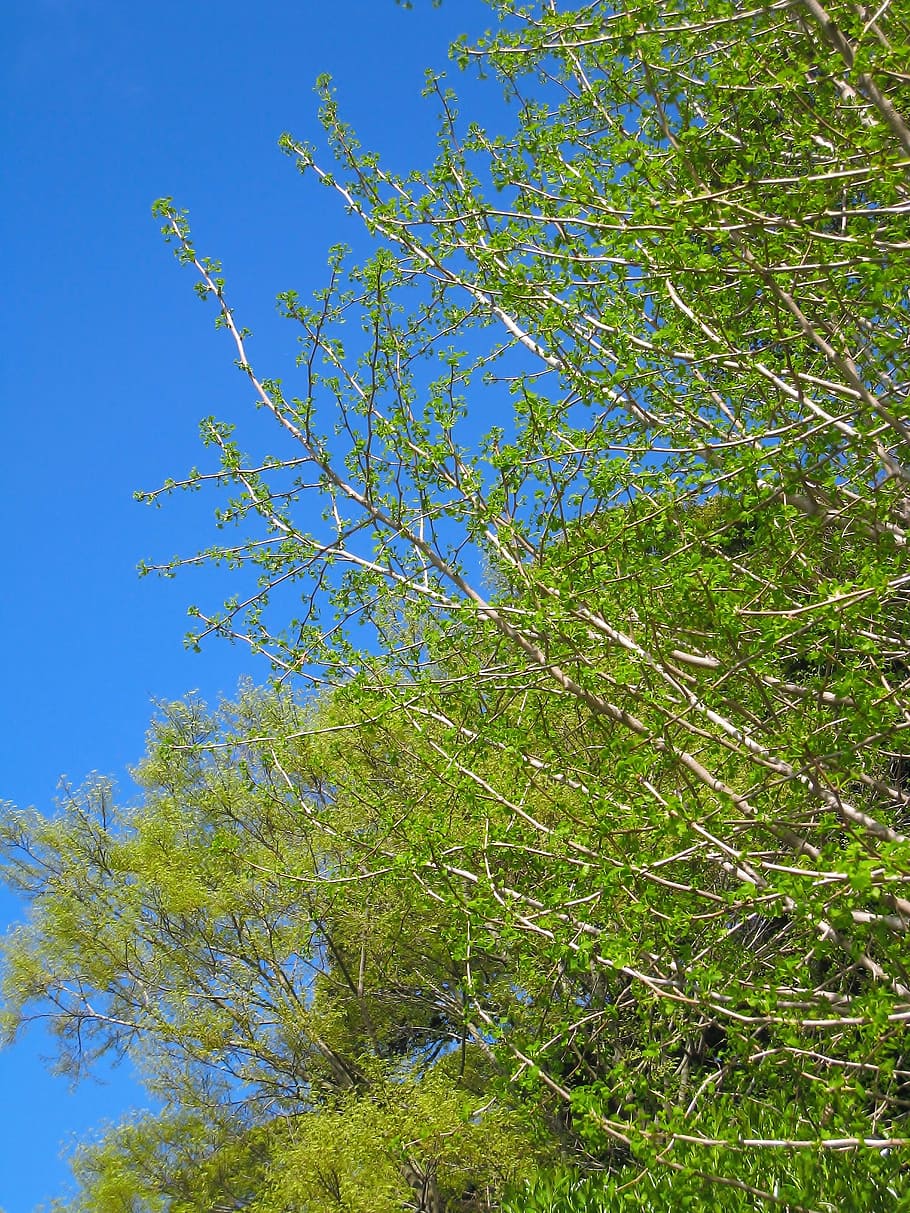 árbol gingko, árbol de doncella, ginkgo biloba, hojas jóvenes, brotes nuevos, verde brillante, verde fresco, hoja, parque otsu, yokosuka