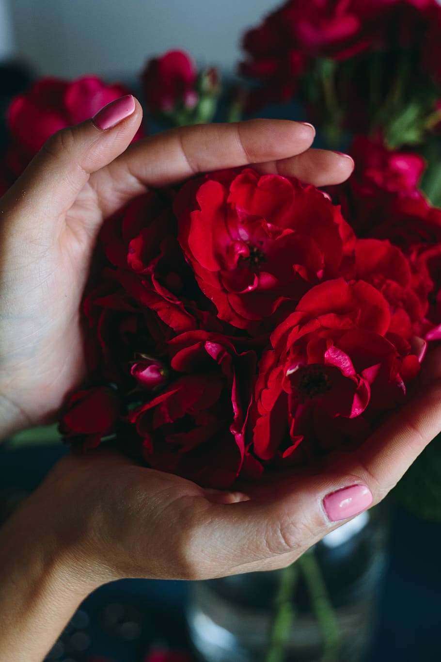 lovely, workplace, red, roses, red roses, female, flowers, cute, bucket, human Hand