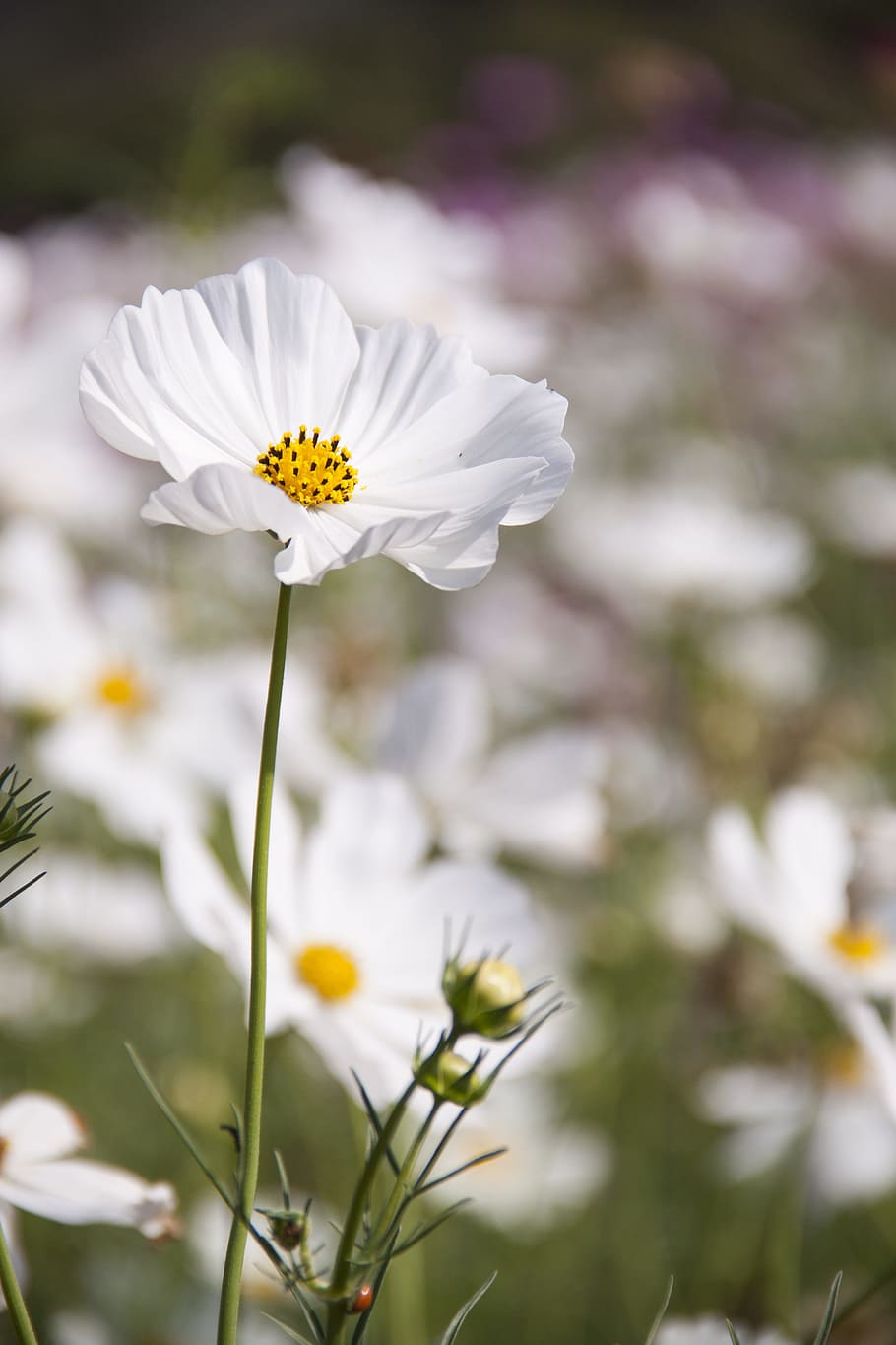 white, cosmos flower, selective, focus photography, bloom, blossom, close-up, cosmos, flora, flowers