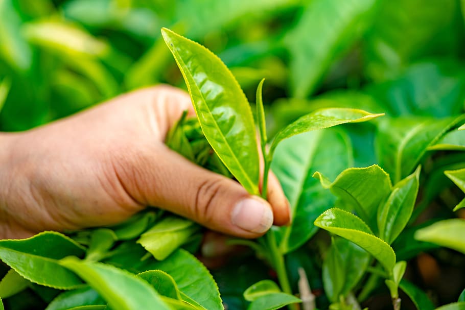 hojas de té, montaña, hojas, plantas, plantaciones de té, mano humana, hoja, parte de la planta, mano, parte del cuerpo humano