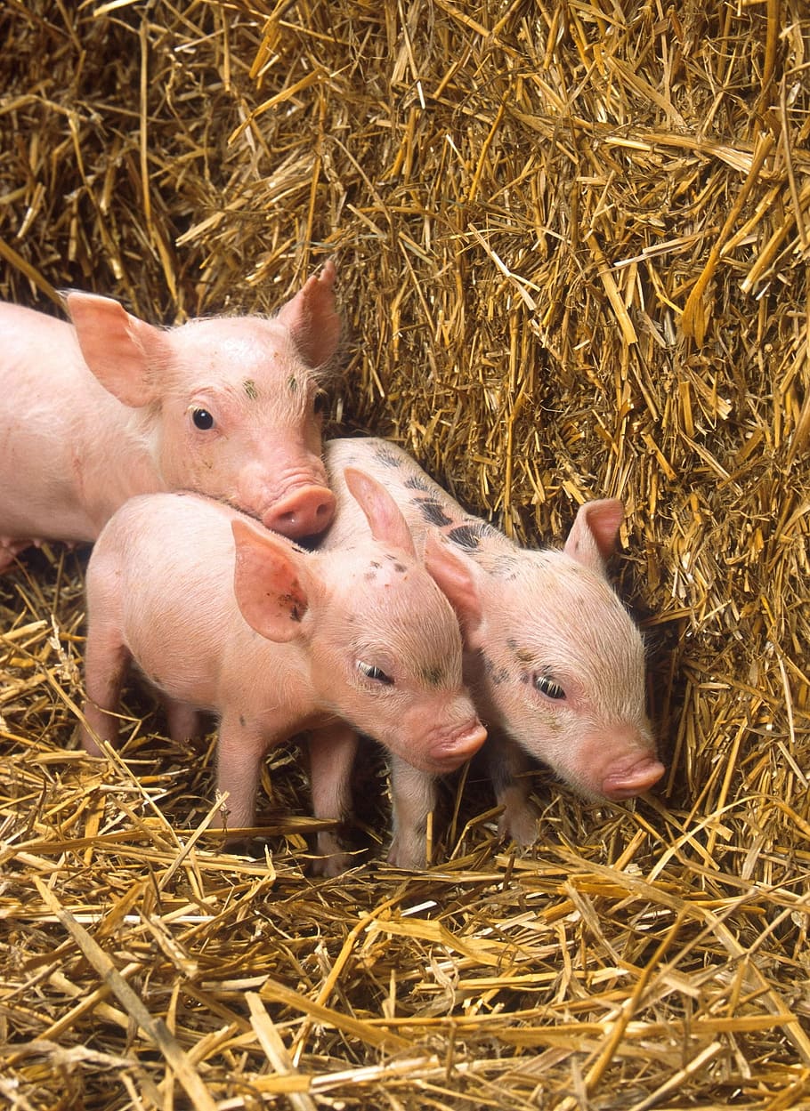 three, pink, piglets, brown, hay, piglet, pigs, babies, cute, straw