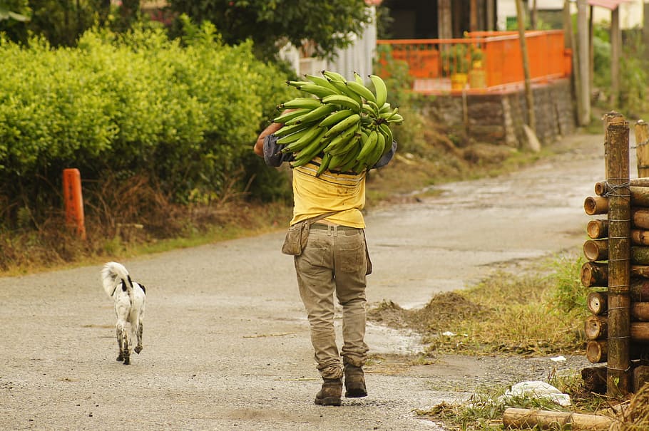 Peasants, Finlandia, Quindio, Colombia, field, one animal, dog, walking, one person, pets